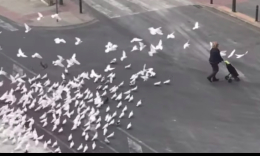 Оголодавшие голуби в Испании атакуют идущих из продуктовых магазинов