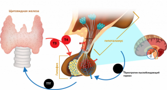 Тиреотропин в здоровье женщины