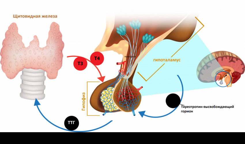 Тиреотропин в здоровье женщины